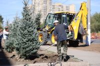 На благоустраиваемой улице Краснознаменской начали высаживать голубые ели