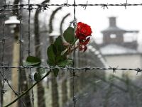 27 января весь мир отмечает скорбную дату — Международный день памяти жертв Холокоста
