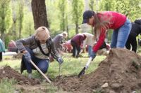 Высадкой 300 деревьев и кустарников в Центральном районе завершился месячник по благоустройству в Волгограде 